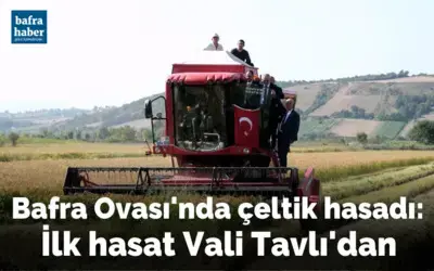 Bafra Ovası’nda çeltik hasadı: İlk hasat Vali Tavlı’dan