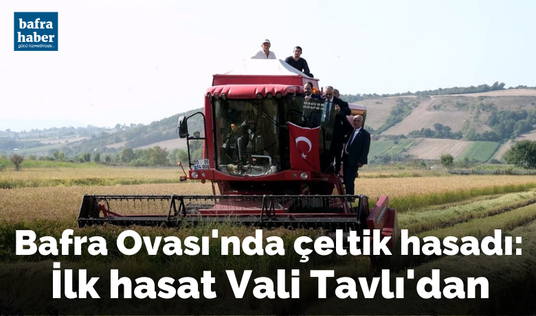 Bafra Ovası’nda çeltik hasadı:İlk hasat Vali Tavlı’dan