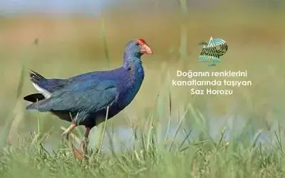 Doğanın renklerini kanatlarında taşıyan kuşlar Samsun’da gözlemleniyor
