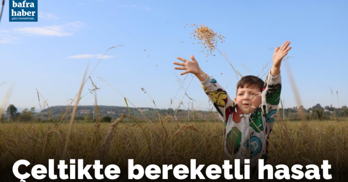 Çeltikte bereketli hasat