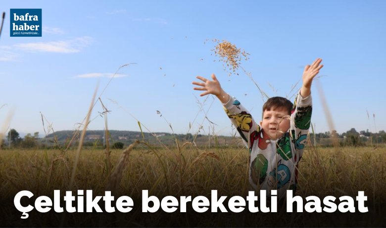Çeltikte bereketli hasat