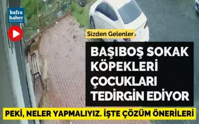 Başıboş Sokak Köpekleri Çocukları Tedirgin Ediyor!