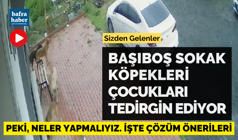 Başıboş Sokak Köpekleri Çocukları Tedirgin Ediyor!