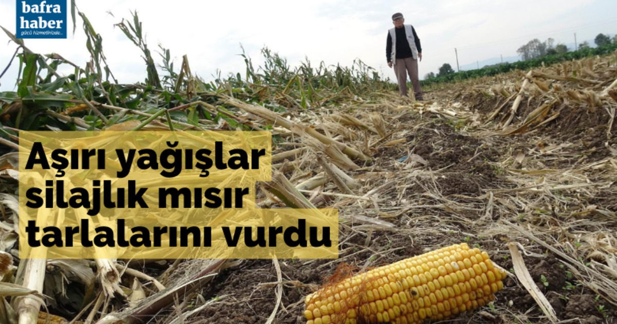 Bafra'da aşırı yağışlar silajlık mısır tarlalarını vurdu