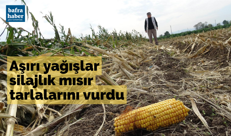 Bafra'da aşırı yağışlarsilajlık mısır tarlalarını vurdu - Bu yıl oldukça yağış alan Samsun’da silajlık mısır tarlaları aşırı yağış ve rüzgardan olumsuz etkilendi. Bafra Ovası’ndaki birçok tarlada silajlık mısırlar yere yatarak ziyan oldu.