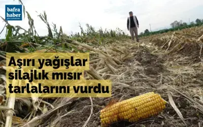 Bafra'da aşırı yağışlar silajlık mısır tarlalarını vurdu