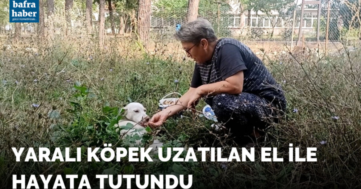 Yaralı köpek uzatılan el ile hayata tutundu