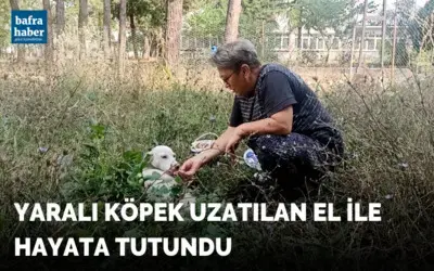 Yaralı köpek uzatılan el ile hayata tutundu