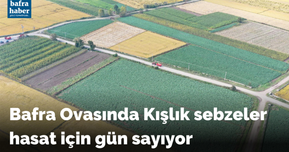 Kışlık sebzeler hasat için gün sayıyor