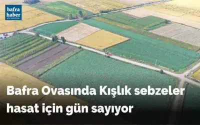 Kışlık sebzeler hasat için gün sayıyor