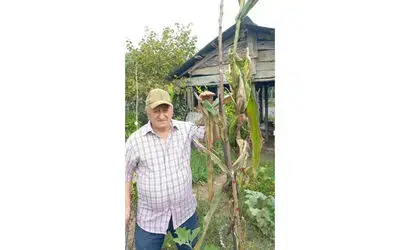 1 kök mısırda 15 koçan
