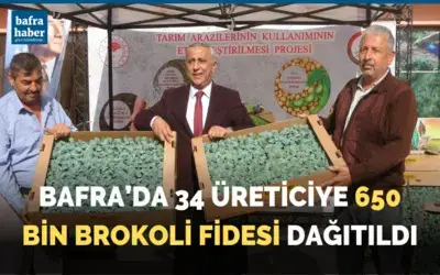 Bafra'da 34 üreticiye 650 bin brokoli fidesi dağıtıldı