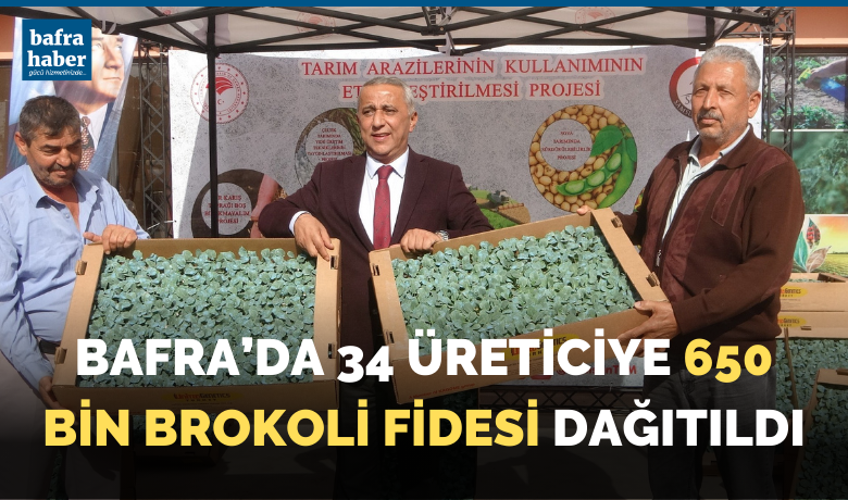Bafra'da 34 üreticiye 650bin brokoli fidesi dağıtıldı