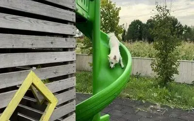 Çocuklar gibi kaydıraktan kayan köpek güldürdü
