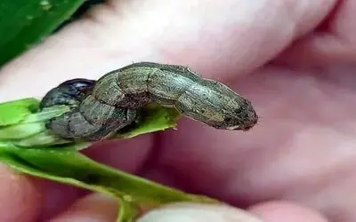 Çiftçilerin yeni düşmanı istilacı ‘güz tırtılı’
