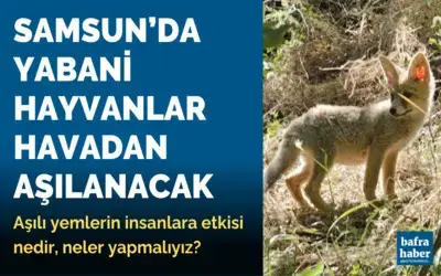 Samsun'da Yabani Hayvanlar Havadan Aşılanacak!