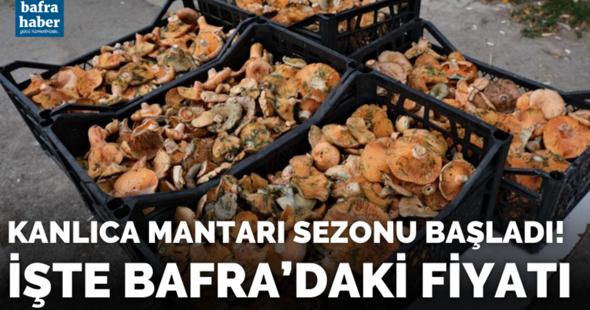 Kanlıca mantarı sezonu başladı! İşte Bafra'daki fiyatı