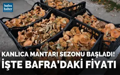 Kanlıca mantarı sezonu başladı! İşte Bafra'daki fiyatı
