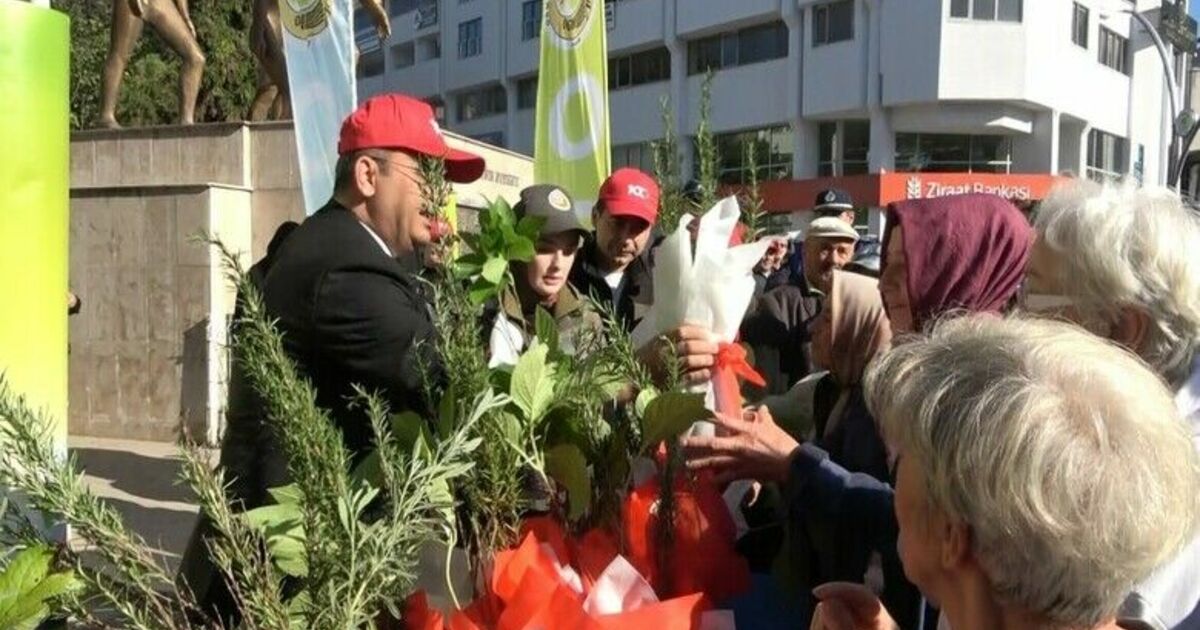 Bafra’da 40 bin fidan dağıtıldı
