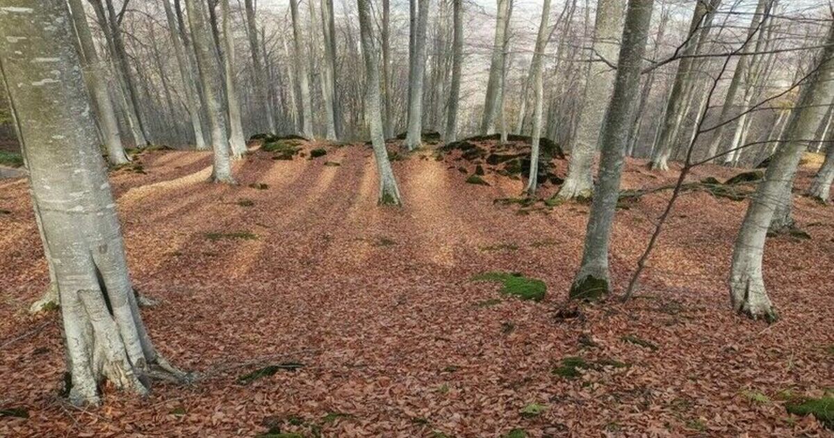 Samsun’da ormanlar korunup, gençleştirilip, genişletiliyor
