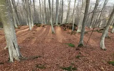 Samsun’da ormanlar korunup, gençleştirilip, genişletiliyor

