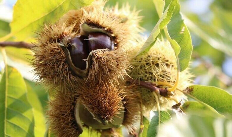 İklim şartları ve gal arısı kestaneyi vurdu
 - Ondokuz Mayıs Üniversitesi (OMÜ) Ziraat Fakültesi Bahçe Bitkileri Bölümü Meyve Yetiştirme ve Islahı Anabilim Dalı Başkanı Prof. Dr. Ümit Serdar, kestaneye zarar veren gal arısının Türkiye’nin birçok yerine yayılmasından ve mevsimlerin 3-4 hafta gecikmesinden dolayı kestane verimimin çok düştüğünü söyledi.