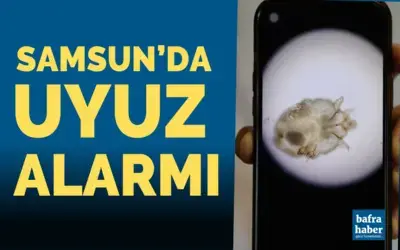 Samsun’da uyuz alarmı