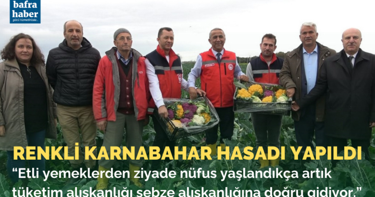 Bafra'da renkli karnabahar hasadı yapıldı