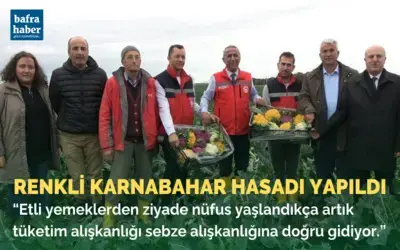 Bafra'da renkli karnabahar hasadı yapıldı