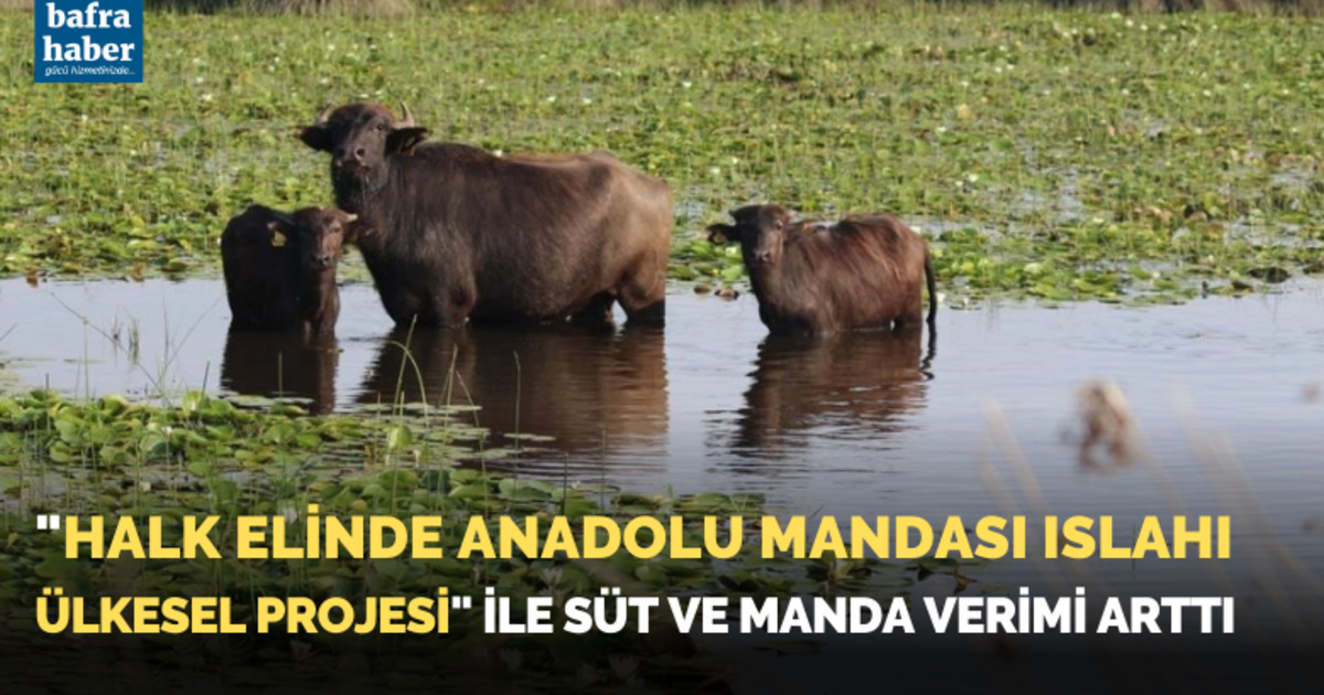 "Halk Elinde Anadolu Mandası Islahı Ülkesel Projesi" ile süt ve manda verimi aRttı