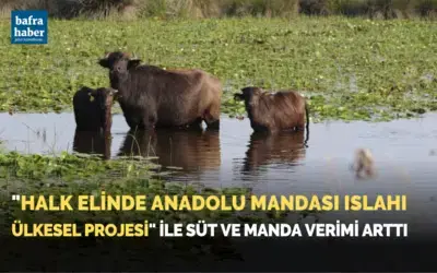 "Halk Elinde Anadolu Mandası Islahı Ülkesel Projesi" ile süt ve manda verimi aRttı