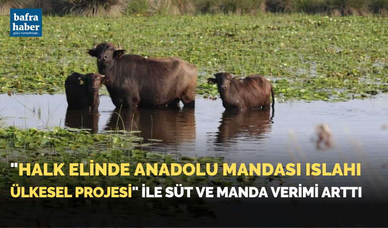 "Halk Elinde Anadolu Mandası Islahı ÜlkeselProjesi" ile süt ve manda verimi attı