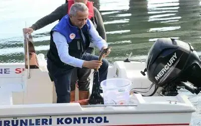 Yeşilırmak Nehri’ne 5 bin Mersin balığı yavrusu bırakıldı
