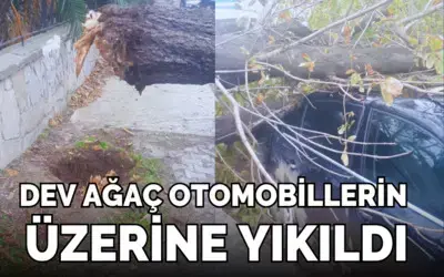 Dev Ağaç Otomobillerin Üzerine Yıkıldı