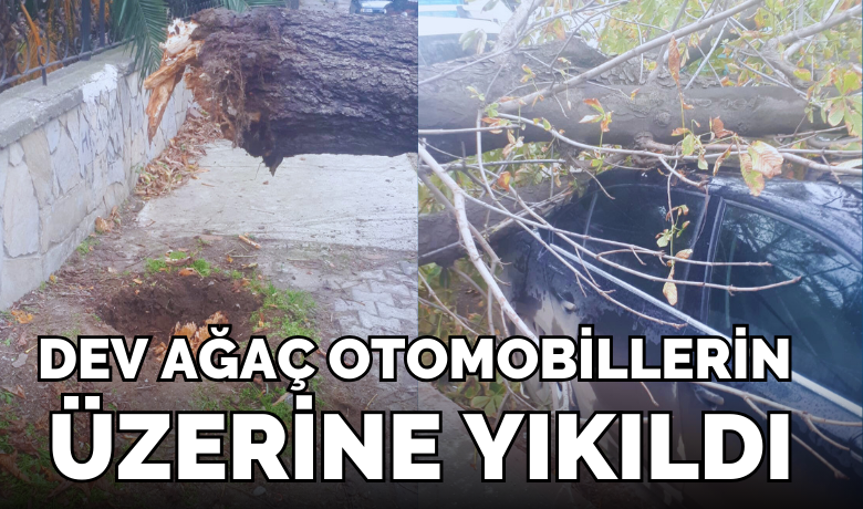Dev Ağaç Otomobillerin Üzerine Yıkıldı