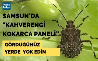 Kahverengi kokarcayı gördüğünüz yerde yok edin!