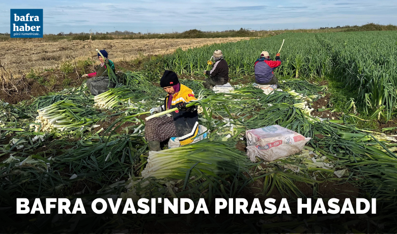 Bafra Ovası’nda pırasa hasadı