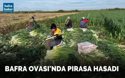 Bafra Ovası’nda pırasa hasadı