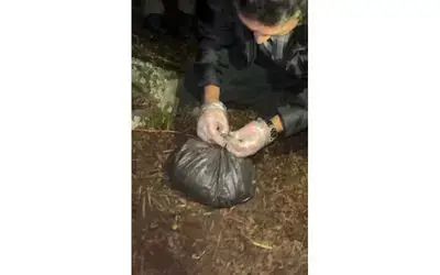 Polis ormanlık alanda toprağa gömülü uyuşturucuyu elleriyle kazarak çıkardı
