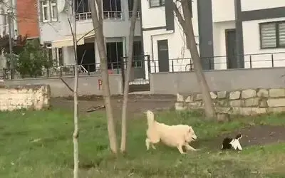 Ördekleri telef eden köpeği yakalayarak ördek kafesine kilitledi
