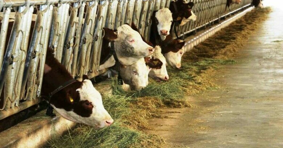 Samsun’dan yurt dışına süt ihraç edecek besici sayısı 6’ya yükseldi
