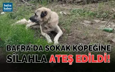 Bafra’da Sokak Köpeğine Silahla Ateş Edildi!