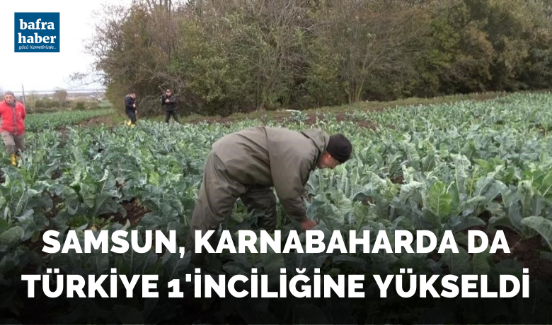 Samsun, karnabaharda daTürkiye 1’inciliğine yükseldi - Lahana üretiminde Türkiye birincisi olan Samsun, bu yıl ürettiği 60 bin ton karnabahar ile de ’en çok karnabahar üreten il’ konumuna yükseldi.