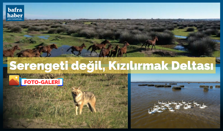 Serengeti değil, Kızılırmak Deltası
