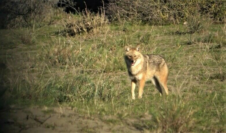 Serengeti değil, Kızılırmak Deltası - Binlerce canlının barınma ve uğrak yeri olan Kızılırmak Deltası Kuş Cenneti’nde İHA kameraları ve fotokapanlara yansıyan hayvanlar, Serengeti’yi aratmadı.