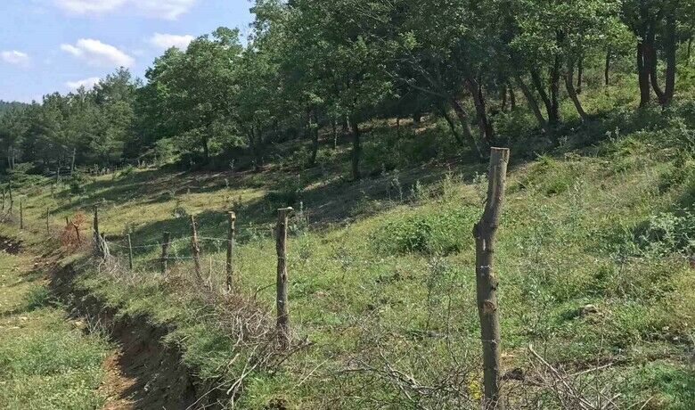 Susuz ve engebeliaraziler zeytin bahçelerine dönüşüyor - Samsun İl Tarım ve Orman Müdürü İbrahim Sağlam, “Samsun’da bugün itibarıyla bin dekar alanda zeytin üretiliyor. Yaklaşık 2 bin dönümü aştıktan sonra zeytinin sanayisi de ilimizde artacaktır” dedi.