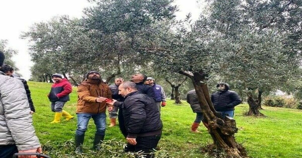 Müdür Sağlam: "Samsun’da 560 dekar zeytinlik dikimi tamamlanmıştır"
