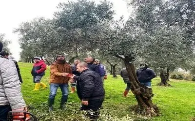 Müdür Sağlam: "Samsun’da 560 dekar zeytinlik dikimi tamamlanmıştır"
