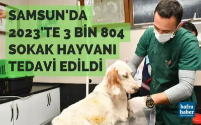 Samsun’da 2023’te 3 bin 804 sokak hayvanı tedavi edildi