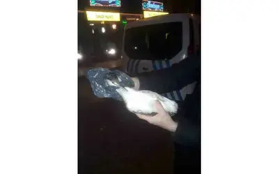 Yaralı karabatak kuşuna polis şefkati
